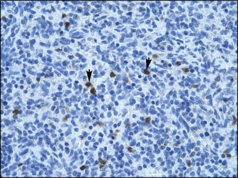 Anti-ANXA3 (AB1) antibody produced in rabbit IgG fraction of antiserum