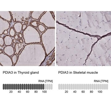 Monoclonal Anti-PDIA3 antibody produced in mouse Prestige Antibodies&#174; Powered by Atlas Antibodies, clone CL2444, purified immunoglobulin, buffered aqueous glycerol solution