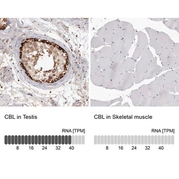 Anti-CBL antibody produced in rabbit Prestige Antibodies&#174; Powered by Atlas Antibodies, affinity isolated antibody, buffered aqueous glycerol solution