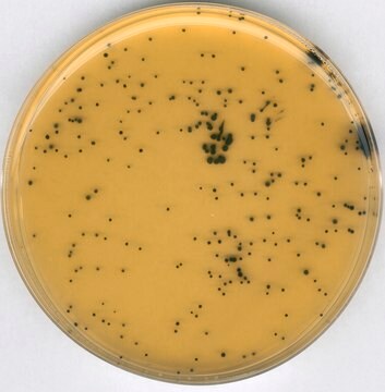 GranuCult&#174; prime Iron sulfite Agar (base) according to ISO ISO 15213-1