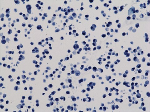 抗-His-Tag抗体，兔单克隆 recombinant, expressed in HEK 293 cells, clone RM146, purified immunoglobulin