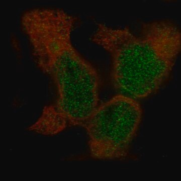 Monoclonal Anti-Bcor Antibody Produced In Mouse Prestige Antibodies&#174; Powered by Atlas Antibodies, clone CL13841, affinity isolated antibody, buffered aqueous glycerol solution