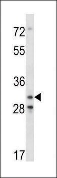 ANTI-MOUSE CDK4 (C-TERM) antibody produced in rabbit IgG fraction of antiserum, buffered aqueous solution