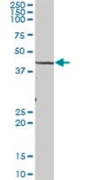 Anti-TBL2 antibody produced in mouse purified immunoglobulin, buffered aqueous solution