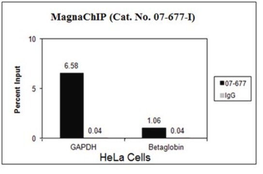 Anti-acetyl-Histone H3 (Lys56) Antibody from rabbit, purified by affinity chromatography