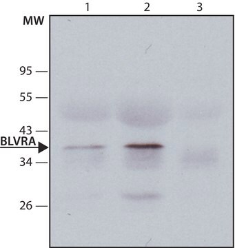 Anti-Biliverdin Reductase A antibody produced in rabbit IgG fraction of antiserum, buffered aqueous solution