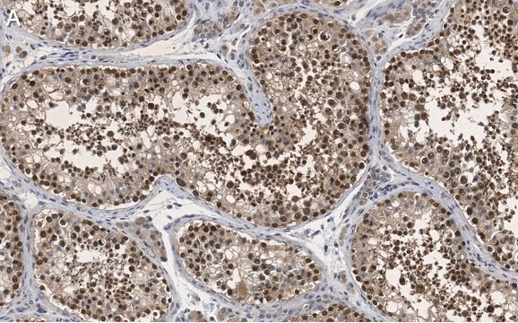 抗PER2抗体 クローン1G17 ZooMAb&#174;ウサギモノクローナル recombinant, expressed in HEK 293 cells