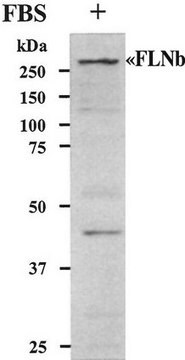 Przeciwciało przeciw filaminie B Chemicon&#174;, from rabbit