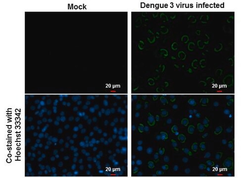 Monoklonalnebiałko otoczki przeciwwirusowi dengi clone GT643, affinity isolated antibody