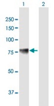 Anti-ACSS1 antibody produced in mouse IgG fraction of antiserum, buffered aqueous solution