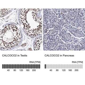 Anti-CALCOCO2 antibody produced in rabbit Prestige Antibodies&#174; Powered by Atlas Antibodies, affinity isolated antibody, buffered aqueous glycerol solution, Ab1