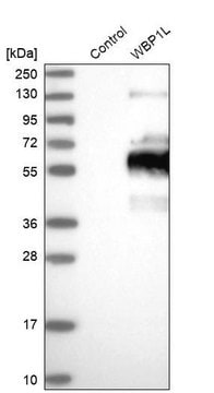 Anti-WBP1L antibody produced in rabbit Prestige Antibodies&#174; Powered by Atlas Antibodies, affinity isolated antibody, buffered aqueous glycerol solution