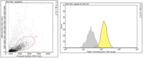 Przeciwciało przeciwko mieloperoksydazie from rabbit, purified by affinity chromatography