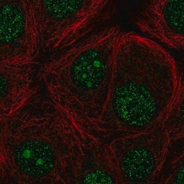 Anti-FBXO36 antibody produced in rabbit Prestige Antibodies&#174; Powered by Atlas Antibodies, affinity isolated antibody