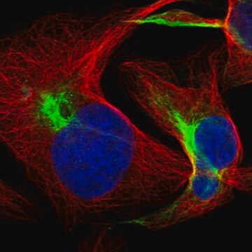 Anti-FBXL19 antibody produced in rabbit Prestige Antibodies&#174; Powered by Atlas Antibodies, affinity isolated antibody