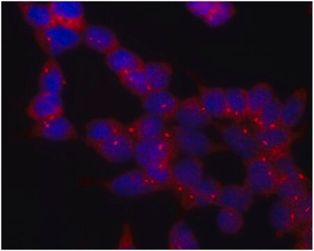 Przeciwciało monoklonalne przeciwko gamma-tubuliniewytwarzane u myszy clone TU-30