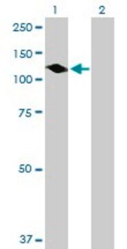 Anti-PTPN12 antibody produced in mouse purified immunoglobulin, buffered aqueous solution