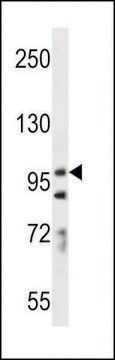 ANTI-PCDH7(C-TERMINAL) antibody produced in rabbit affinity isolated antibody, buffered aqueous solution