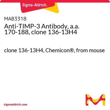 Anticorps anti-TIMP-3, acides aminés 170&nbsp;à&nbsp;188, clone&nbsp;136-13H4 clone 136-13H4, Chemicon&#174;, from mouse