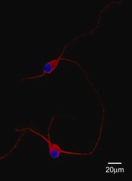 Anti-MAP2 Antibody Chemicon&#174;, from chicken