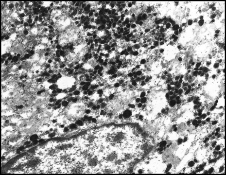 抗ウサギIgG (全分子)–金 ヤギ宿主抗体 affinity isolated antibody, aqueous glycerol suspension, 10&#160;nm (colloidal gold)