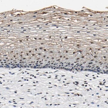 Anti-SAFB antibody produced in rabbit Prestige Antibodies&#174; Powered by Atlas Antibodies, affinity isolated antibody, buffered aqueous glycerol solution