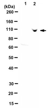 Anti-phospho-USP16 (Ser552)