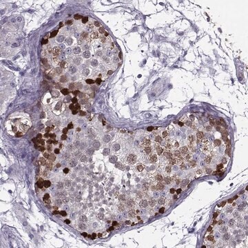 Anti-GAGE1 antibody produced in rabbit Prestige Antibodies&#174; Powered by Atlas Antibodies, affinity isolated antibody, buffered aqueous glycerol solution