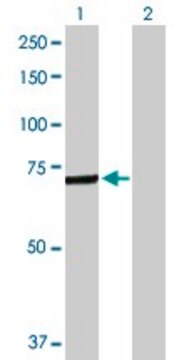 Anti-C4BPA antibody produced in rabbit purified immunoglobulin, buffered aqueous solution