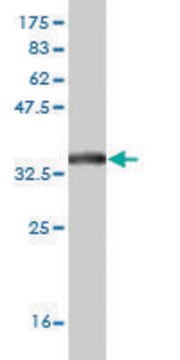 Monoclonal Anti-SLC19A2 antibody produced in mouse clone 5B10, purified immunoglobulin, buffered aqueous solution