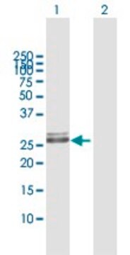 Anti-HLA-DRB1 antibody produced in mouse purified immunoglobulin, buffered aqueous solution