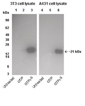 PAK-1 PBD蛋白（不含琼脂糖），300 &#181;g For use in Affinity Binding Assays, ELISA &amp; G-Protein Assays.