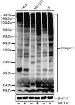 Anti-Ubiquitin Antibody, clone 5J3V7, Rabbit Monoclonal