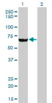 Monoclonal Anti-MTMR2 antibody produced in mouse clone 4G6, purified immunoglobulin, buffered aqueous solution