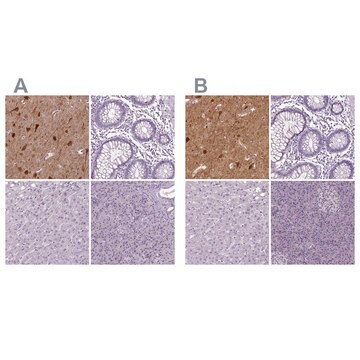 抗-NECAB1 兔抗 affinity isolated antibody, buffered aqueous glycerol solution, Ab2