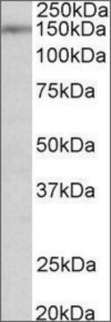 Anti-SYNGAP1 (N-terminal) antibody produced in goat affinity isolated antibody, buffered aqueous solution