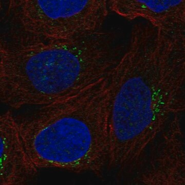 Anti-RGS18 antibody produced in rabbit Prestige Antibodies&#174; Powered by Atlas Antibodies, affinity isolated antibody, buffered aqueous glycerol solution