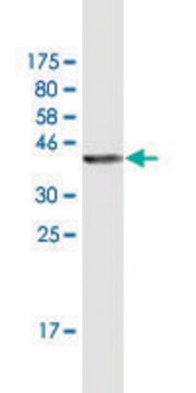 Monoclonal Anti-STX11 antibody produced in mouse clone 4F9, purified immunoglobulin, buffered aqueous solution