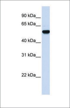 Anti-EEF1A2 antibody produced in rabbit affinity isolated antibody