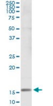 Monoclonal Anti-SH2D1B antibody produced in mouse clone 2B4, purified immunoglobulin, buffered aqueous solution