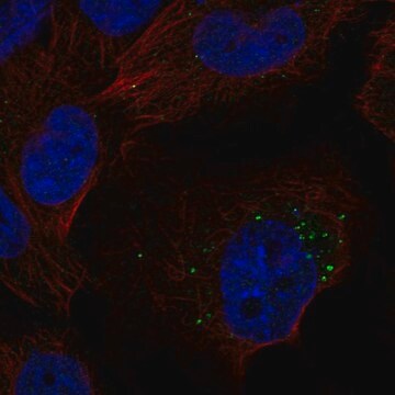 Anti-S1PR1 antibody produced in rabbit Prestige Antibodies&#174; Powered by Atlas Antibodies, affinity isolated antibody