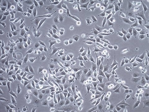 T24T Human Bladder Carcinoma Cell Line