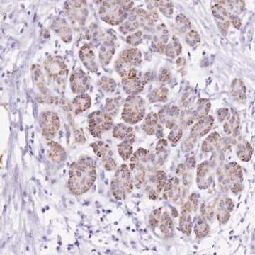 Anti-PTBP2 antibody produced in rabbit Prestige Antibodies&#174; Powered by Atlas Antibodies, affinity isolated antibody, buffered aqueous glycerol solution