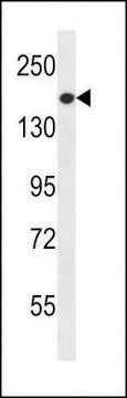 ANTI-PREX1(C-TERMINAL) antibody produced in rabbit affinity isolated antibody, buffered aqueous solution