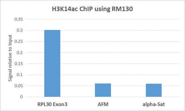 Anti-Acetyl-Histone H3 (Lys14) antibody, Rabbit monoclonal recombinant, expressed in HEK 293 cells, clone RM130, purified immunoglobulin