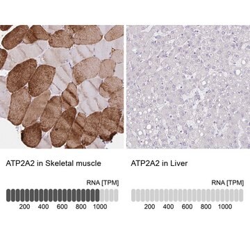 Anti-ATP2A2 antibody produced in rabbit Prestige Antibodies&#174; Powered by Atlas Antibodies, affinity isolated antibody, buffered aqueous glycerol solution