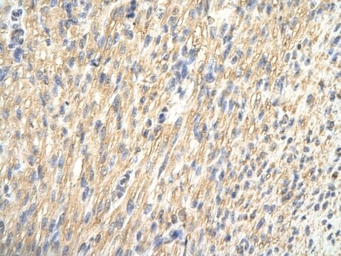 Anti-CDK4 (C-terminal) antibody produced in rabbit affinity isolated antibody