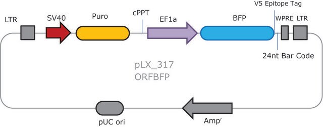 3355 Kontrola lentiwirusa TRC3 ORF BFP