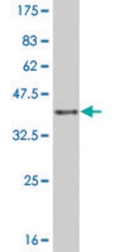 Monoclonal Anti-JAG2 antibody produced in mouse clone 1C5, purified immunoglobulin, buffered aqueous solution