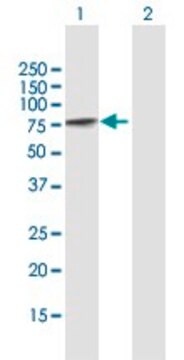 Anti-PCM1 antibody produced in mouse purified immunoglobulin, buffered aqueous solution